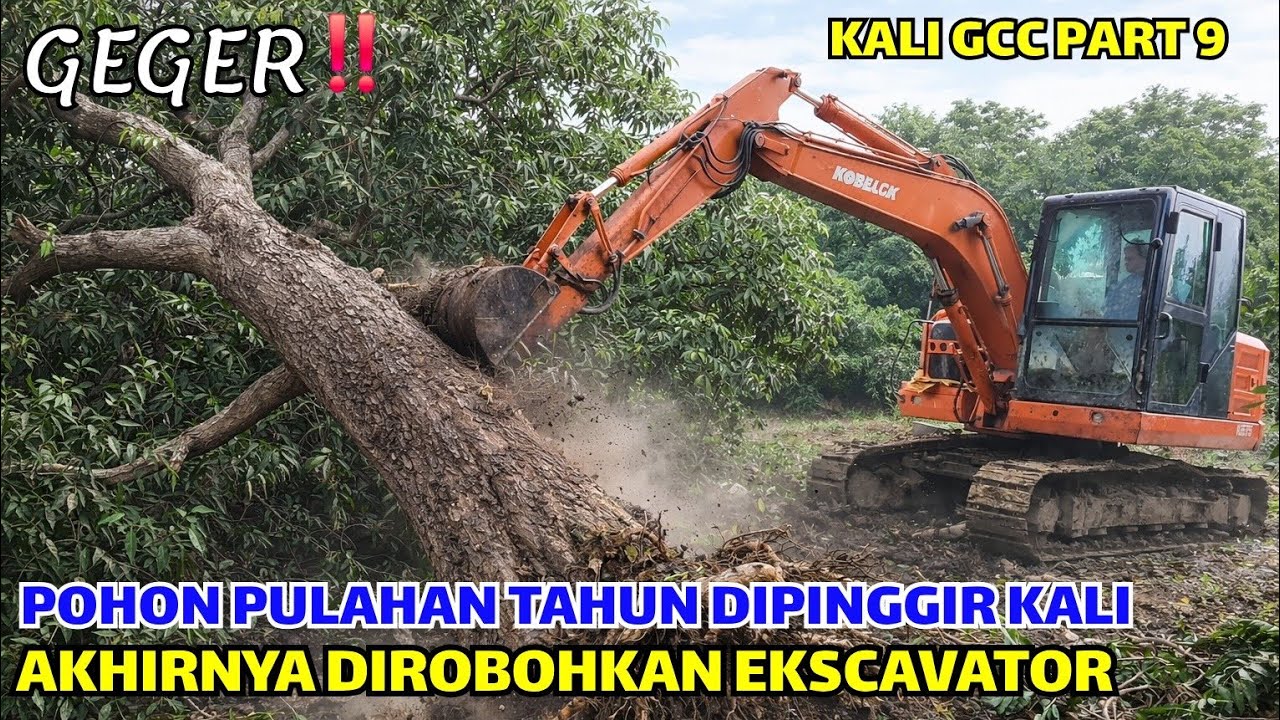 GEGER❗️AKSI EKSCAVATOR MEROBOHKAN POHON PULUHAN TAHUN❗️DIPINGGIR KALI GCC