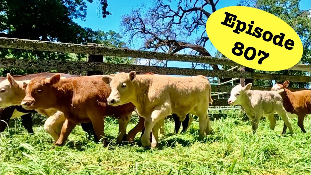 Spring Cattle Work Part 2- The Winter Pasture
