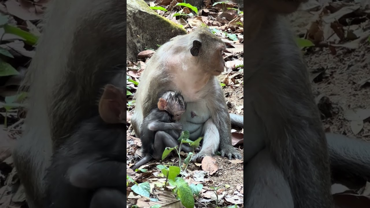 Amazing Monkeys Amber Team / Awesome Lovely Monkeys
