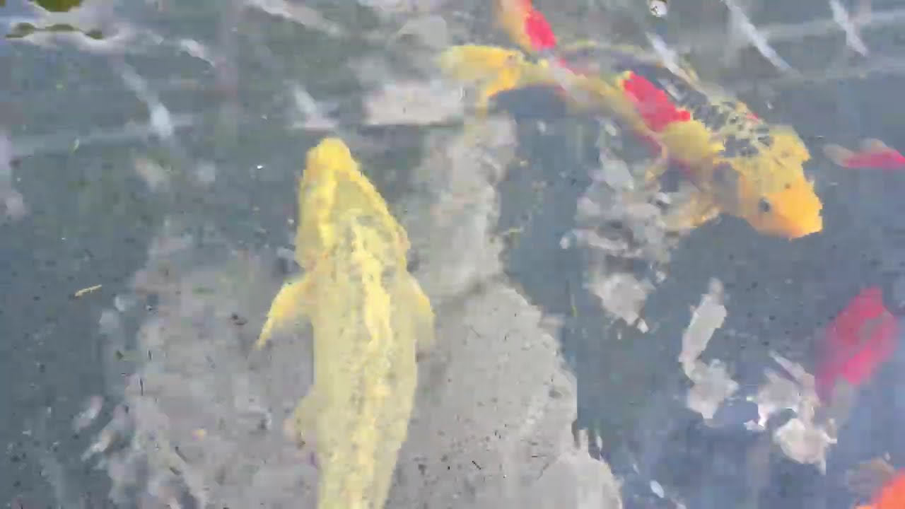 Feeding mackerel to koi and goldfish #hobby #koi #goldfish #pet #stressrelief #food #먹방