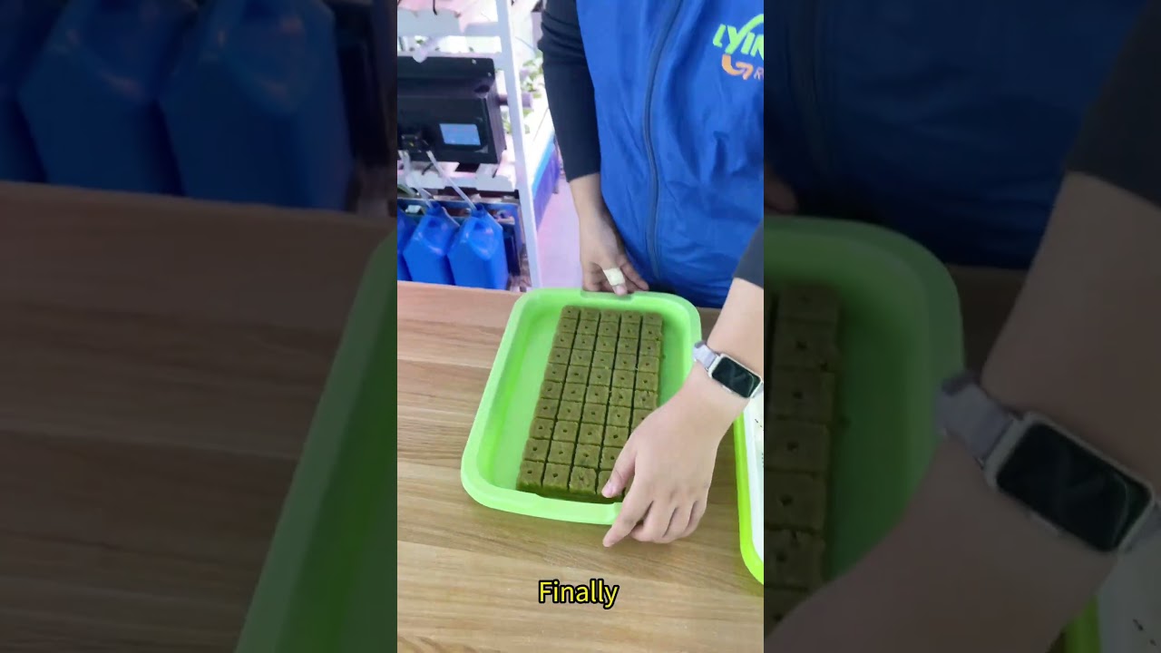Rockwool Seedling Guide: Key Steps for Successful Plant Growth #seeding #hydroponics