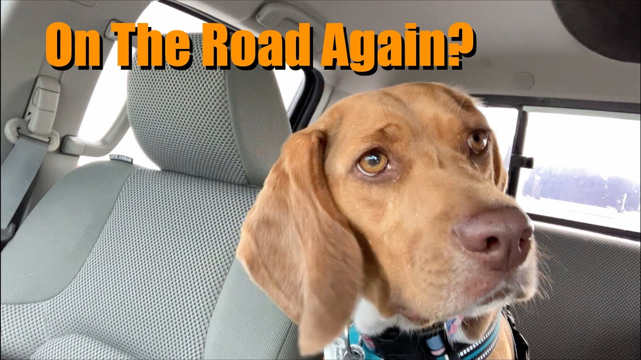 Cute Beagle visits Massachusetts | Part 1