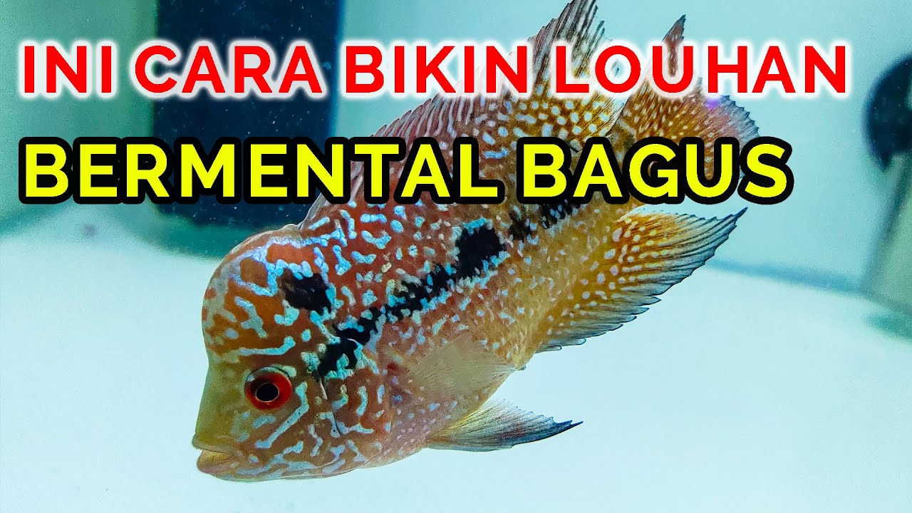 Membuat Ikan Louhan Agresif Dan Bermental Bagus Begini Caranya