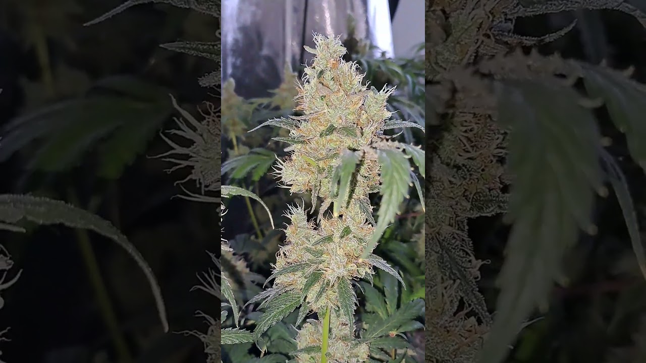Purple Punch x Lemon Drizzle by Barneys Farm I Strain Review & Bud Close Up