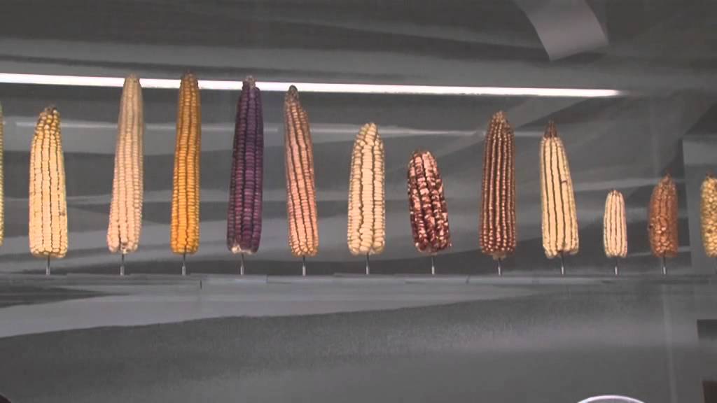 Au musée de l'homme, Serge Bahuchet évoque la domestication des plantes