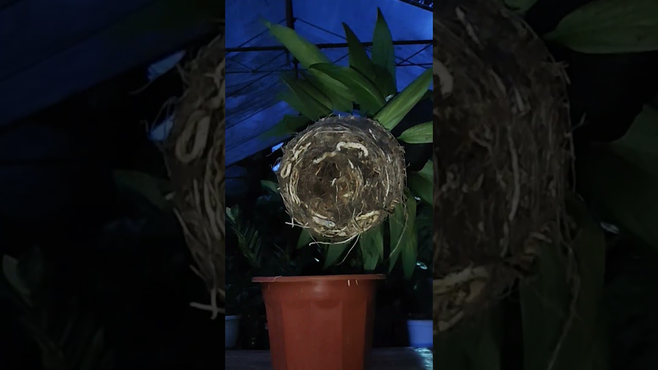 Epipremnum amplissimum makeover|Plantcare #happygardening #homegardening