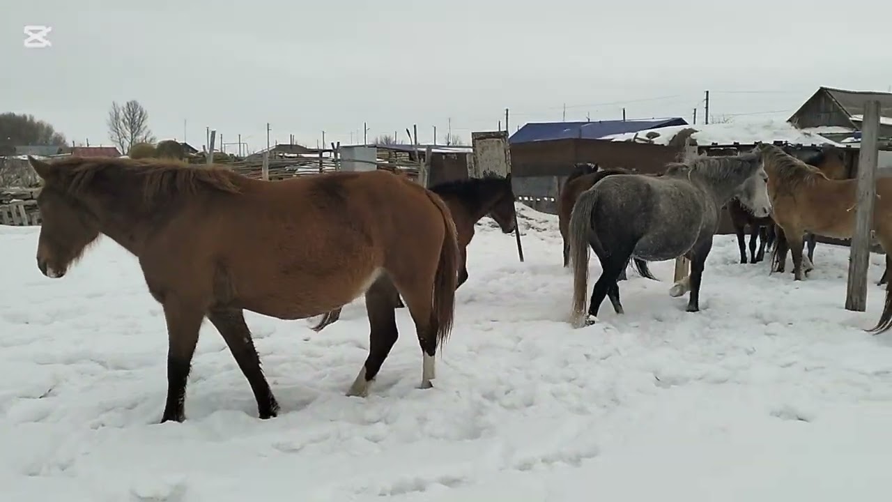 Башкир  биены алып кеттім 