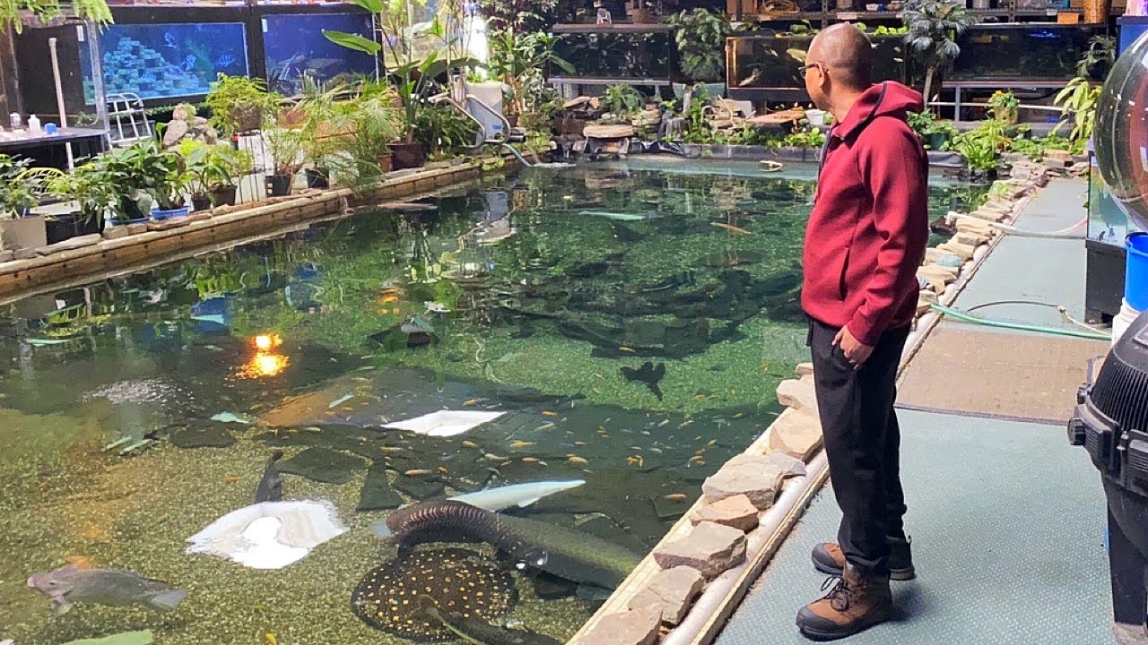 RAHASIA FILTER KOLAM IKAN PREDATOR MONSTER @Ohio Fish Rescue