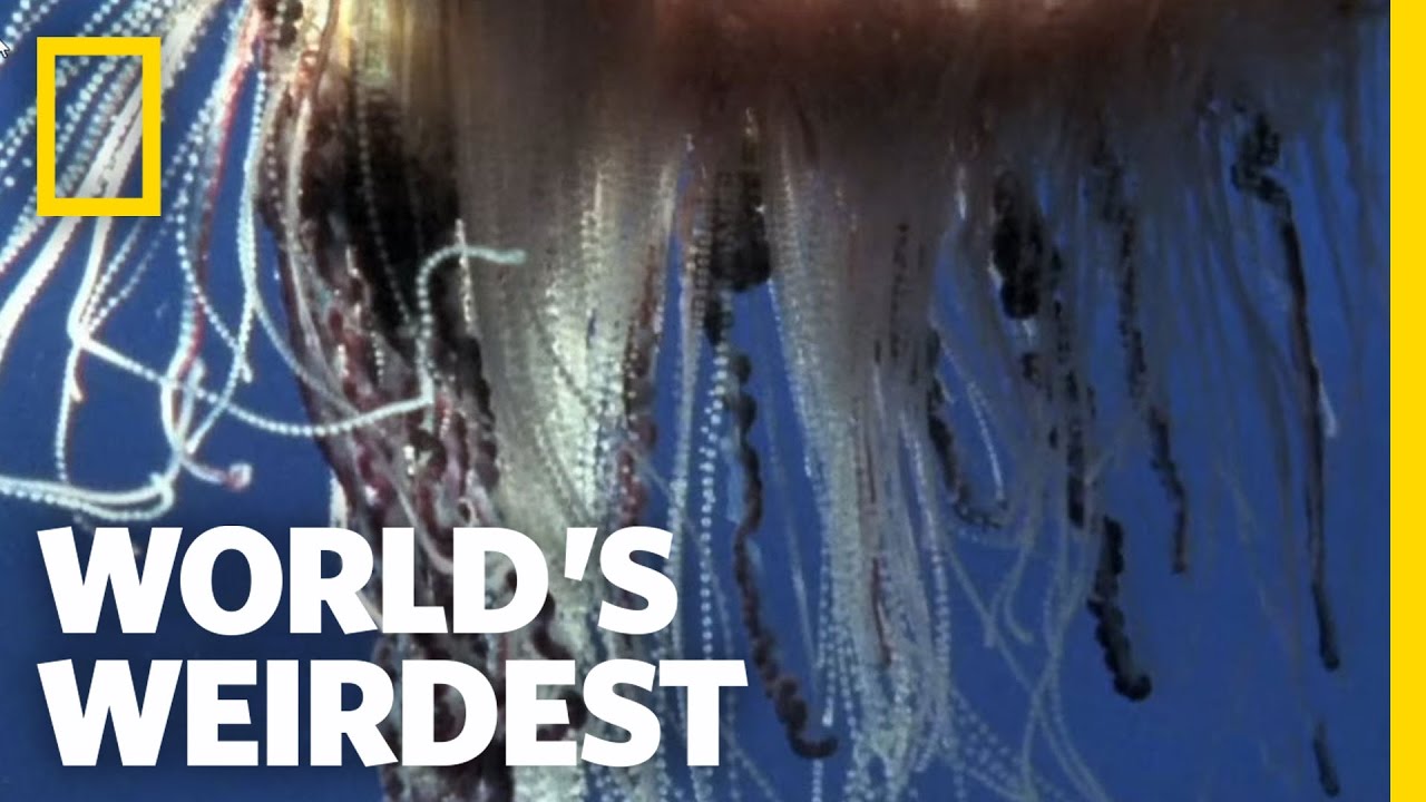 Portuguese Man-of-War | World's Weirdest