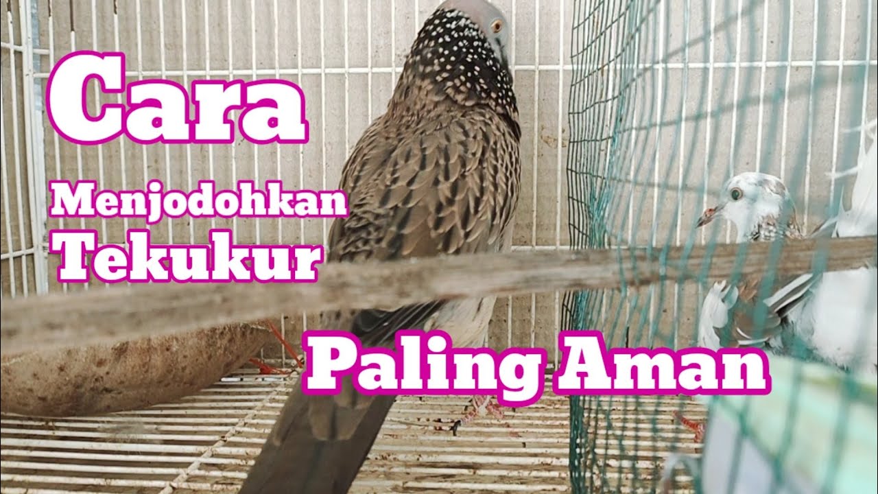 Cara Menjodohkan Tekukur Paling aman