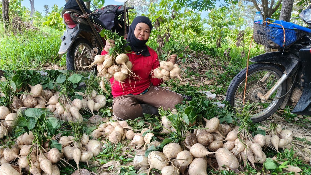 เข้าป่าผิดหมายได้กลับมาสวนขุดมันเภาขุดรอบสุดท้ายยังได้เกือบ30โล