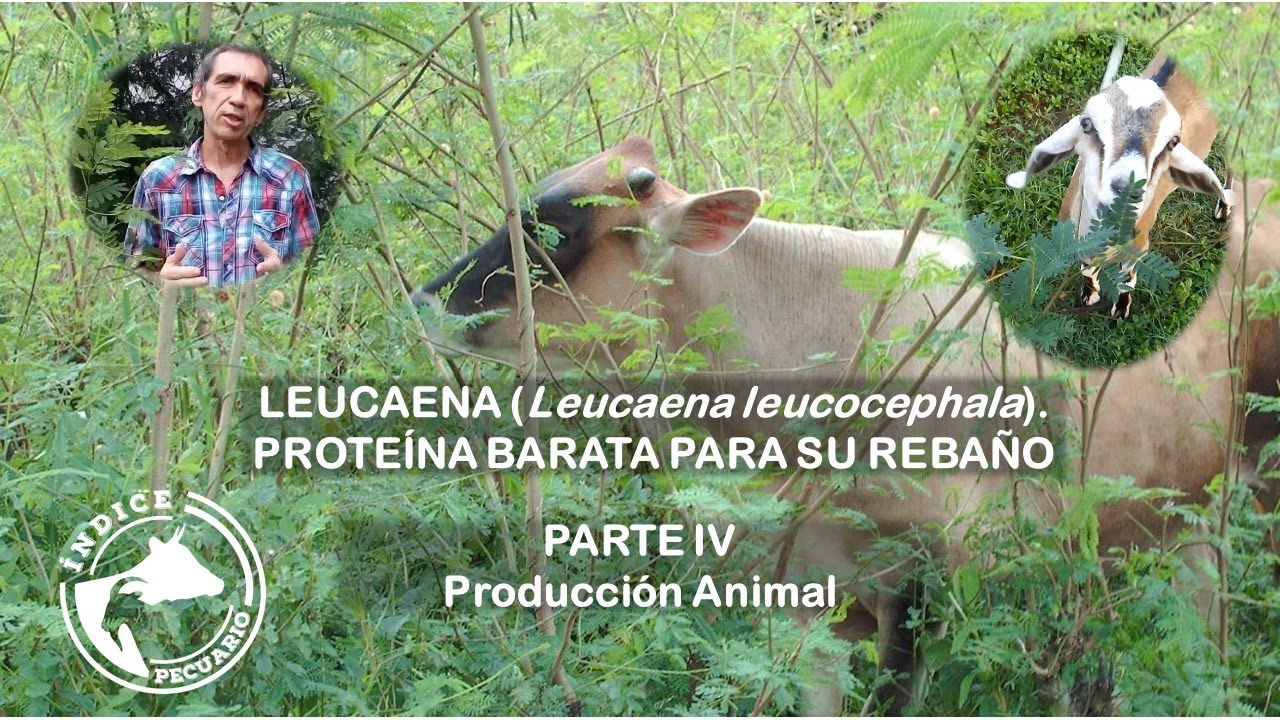 Leucaena: Prote&iacute;na barata para su reba&ntilde;o. Parte IV. Producci&oacute;n animal
