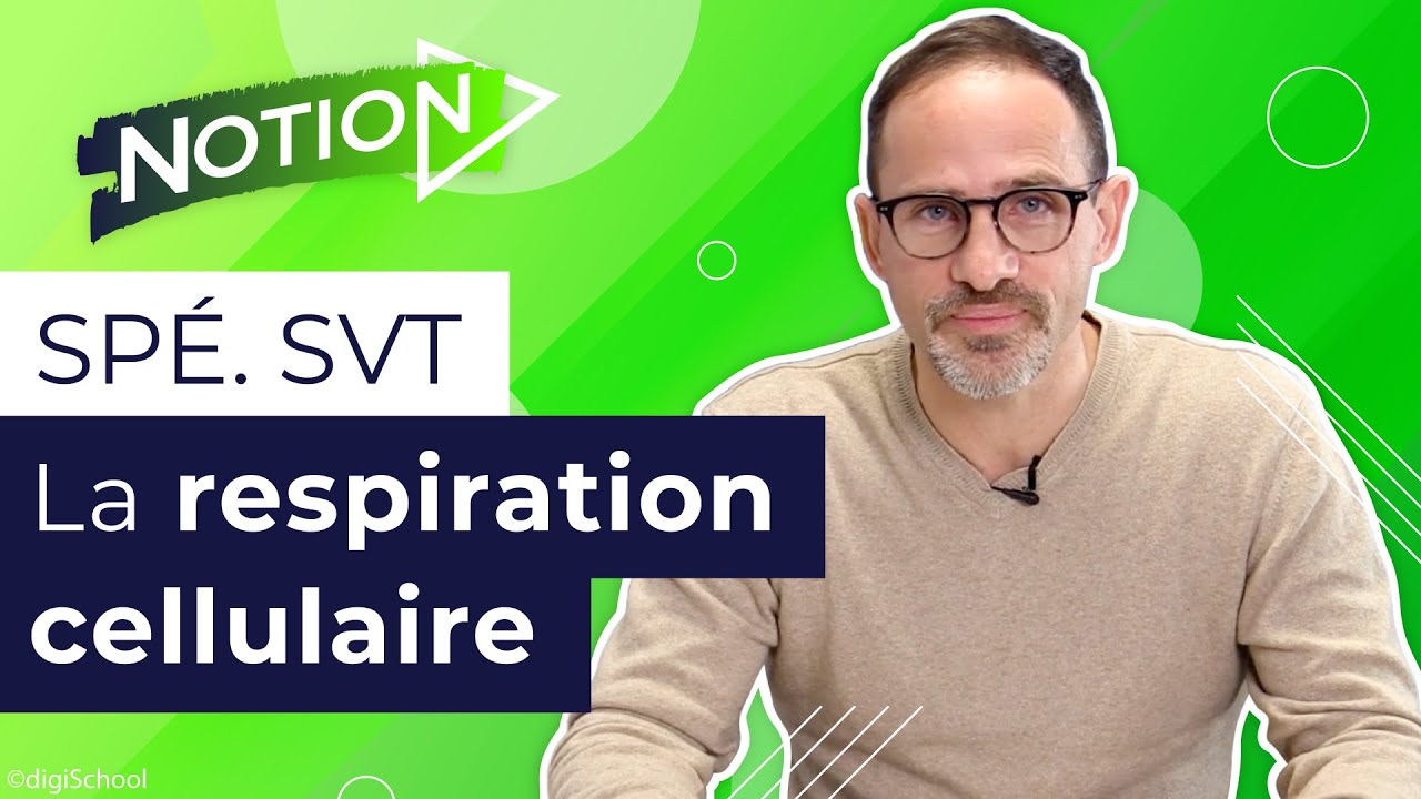 Tout savoir sur la respiration cellulaire