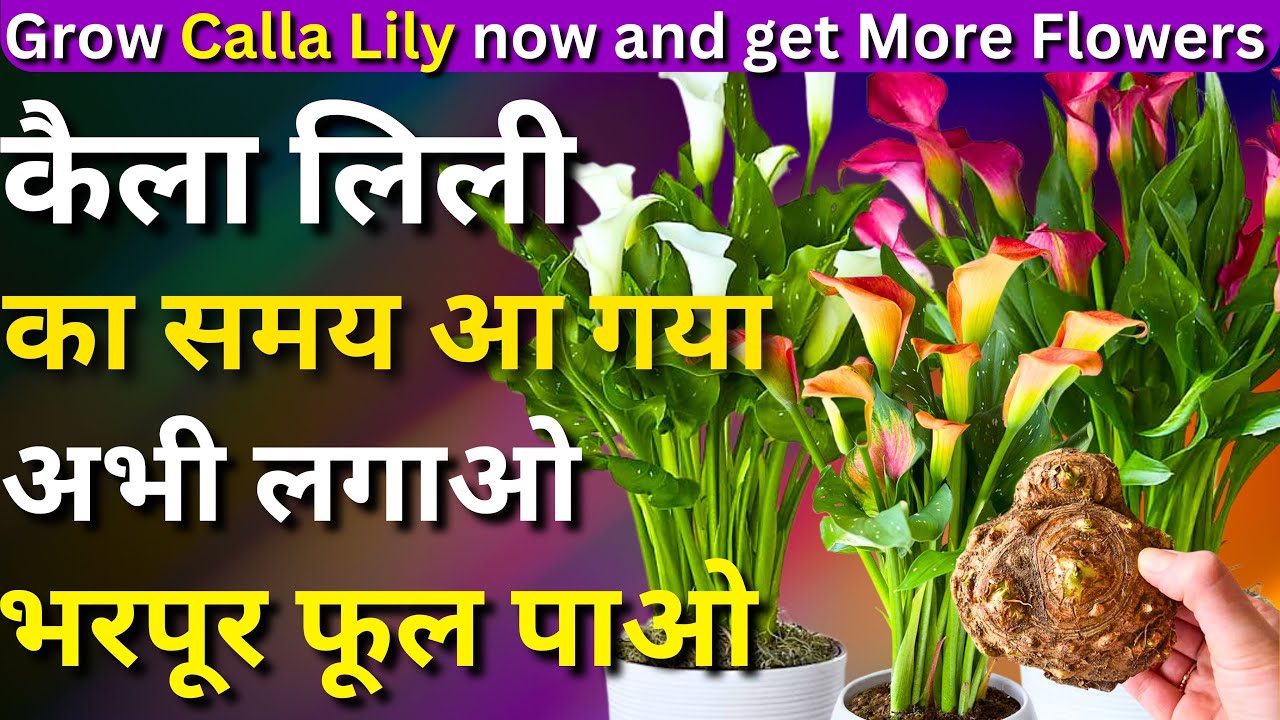 कैला लिली का समय आ गया || अभी लगाओ भरपूर फूल पाओ || Grow Cally Lily in August || Get Flowers Faster