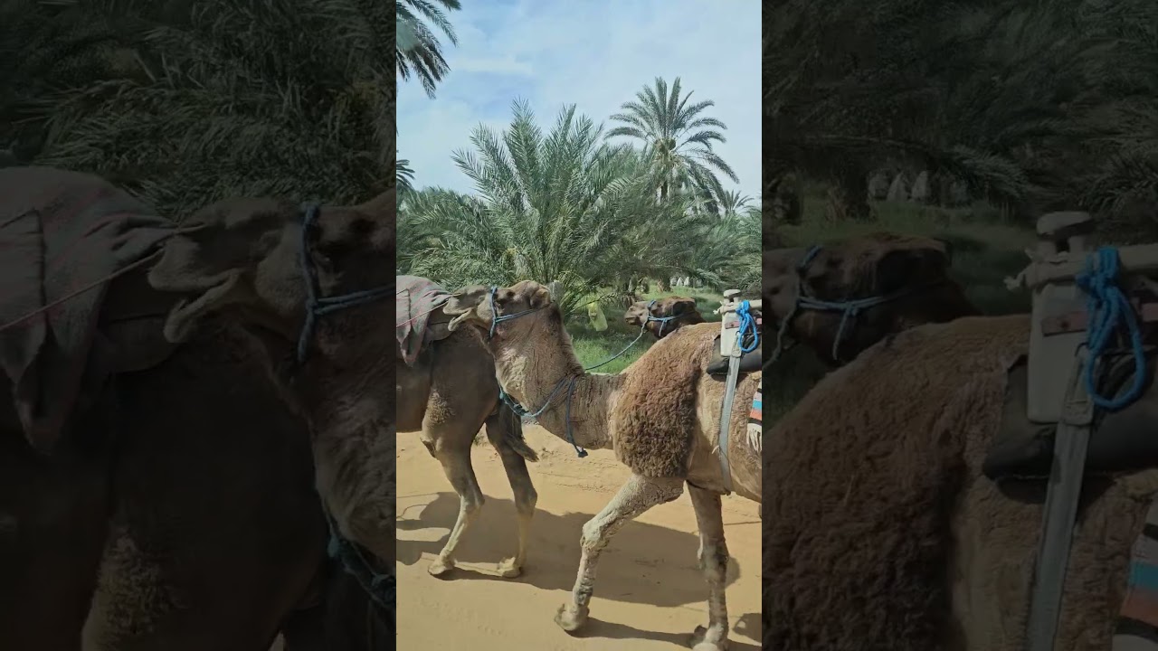 #camel #oasis #saharadesert #tunisia #travel #desert #desertsafari