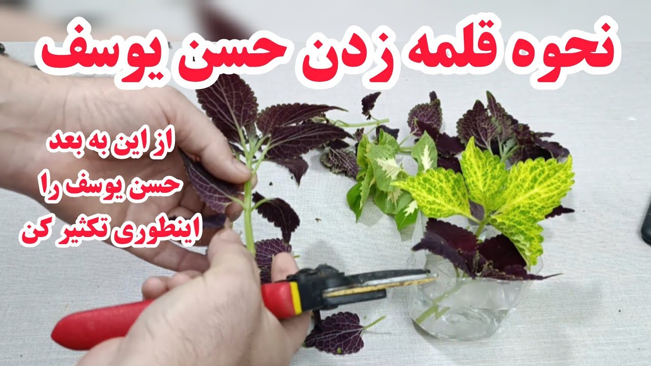 همه چیز در مورد قلمه زدن و تکثیر و نگهداری حسن یوسف