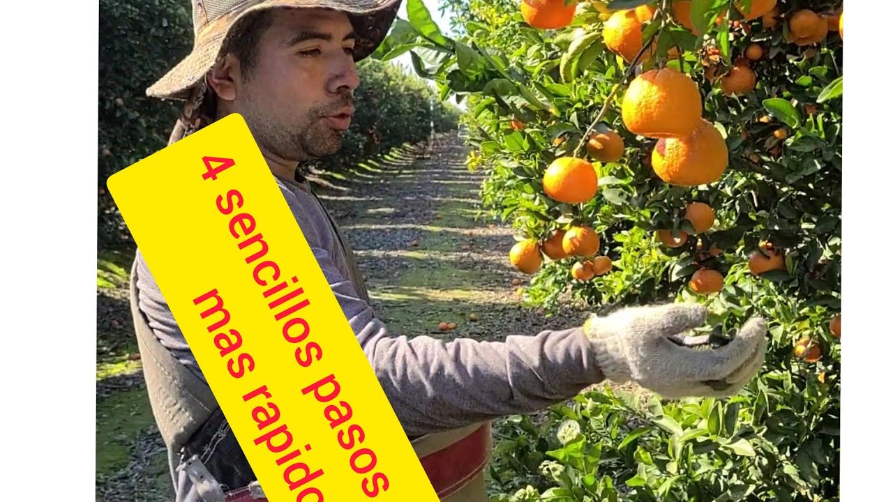 aprende 4 pasos para ser un chingon piscando mandarina
