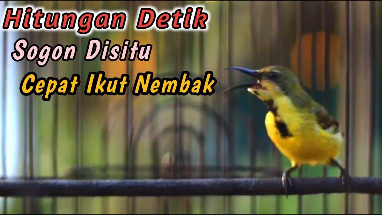 SOGON NGRIWIK NEMBAK PENGGACOR JITU UNTUK SEMUA SOGON‼️PANCINGAN TERCEPAT SOGON BAHAN IKUTAN NEMBAK