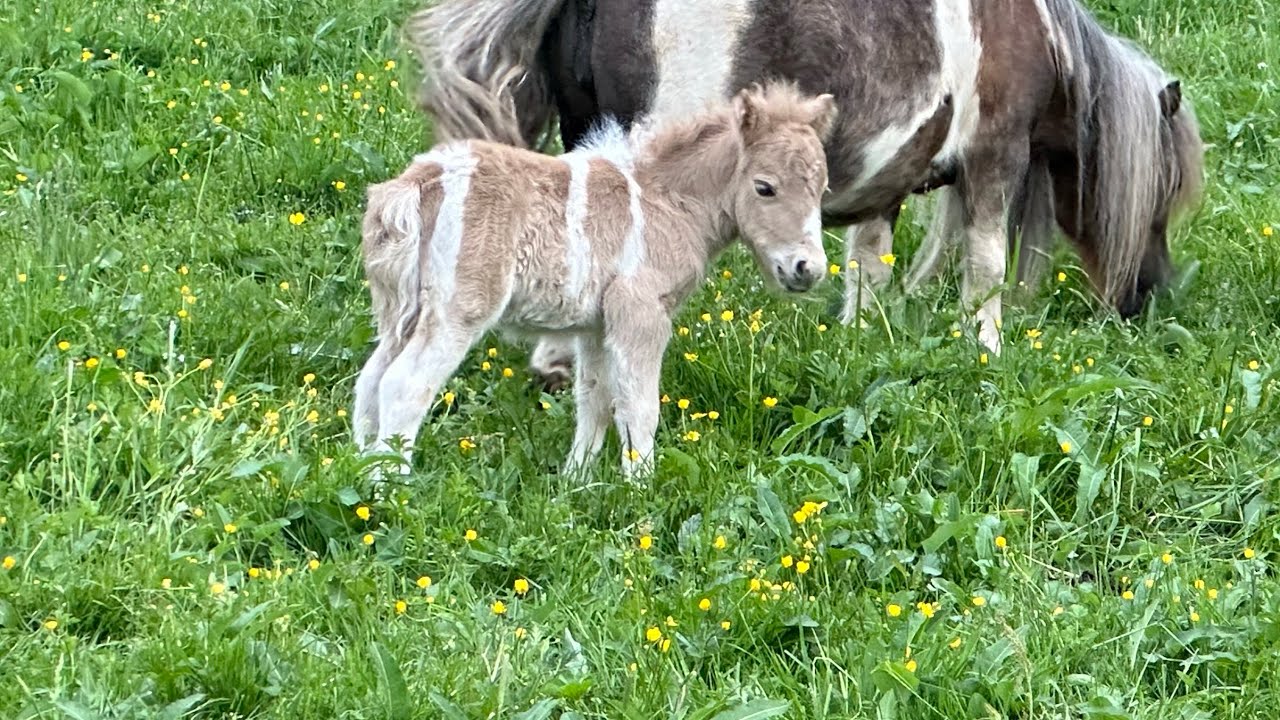 Traumfohlen in Traumfarbe ❤️