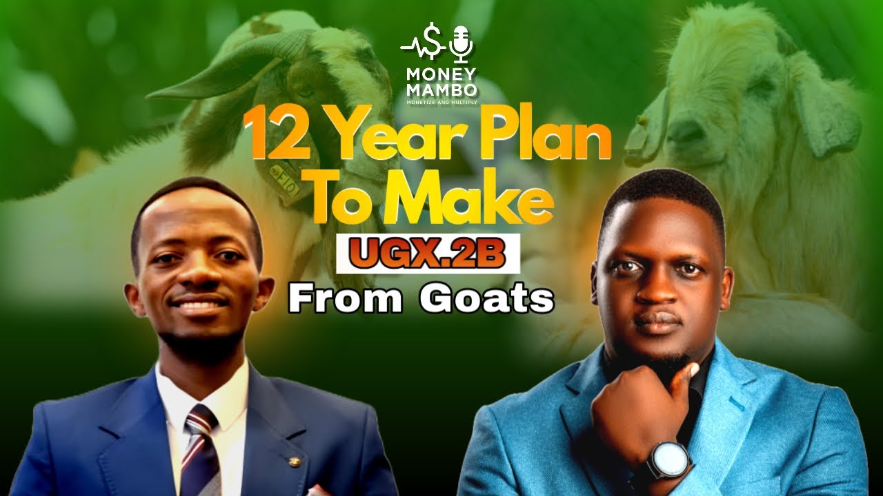 Money Mambo: 12 Years Plan To Make 2 Billion Uganda shillings From #goatsfarming #ypa
