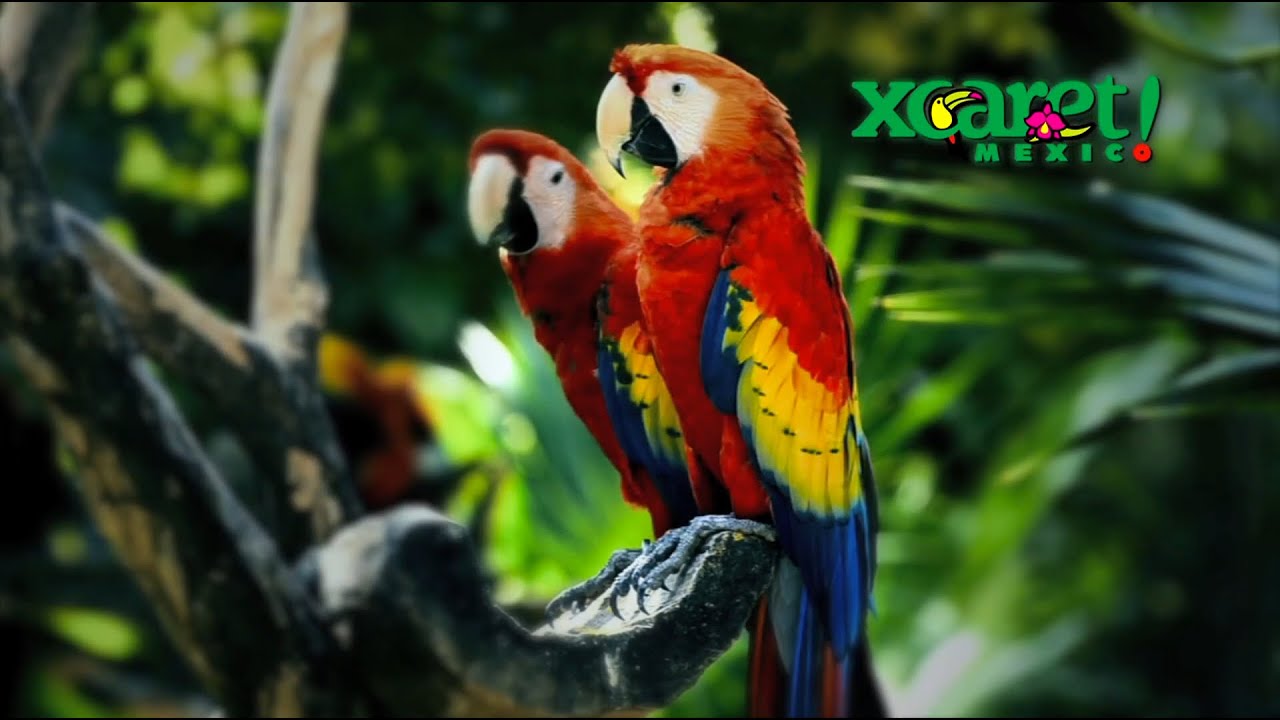 Xcaret - &iexcl;Abre los ojos a una experiencia asombrosa! | Open your eyes to a dazzling experience!