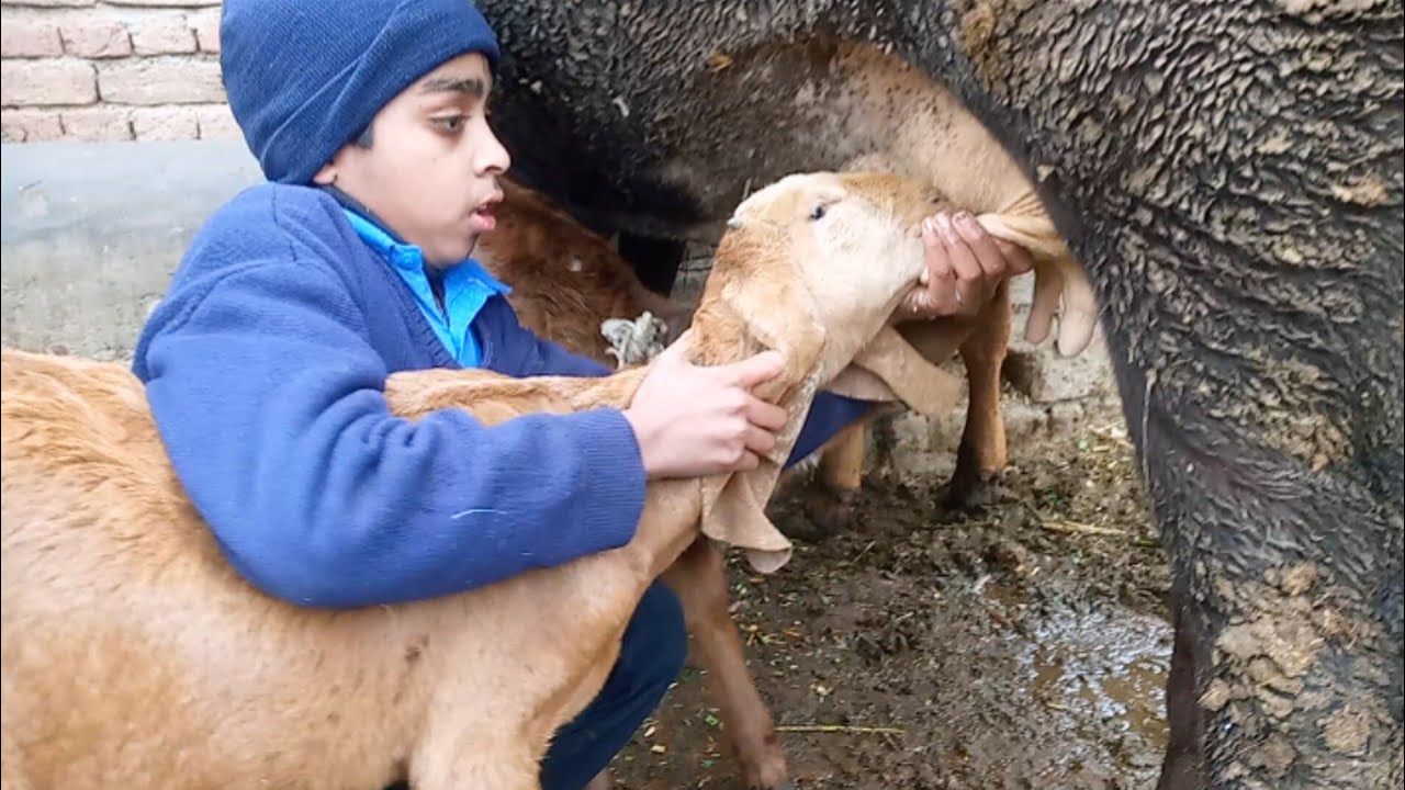 school boy are feeding goat baby