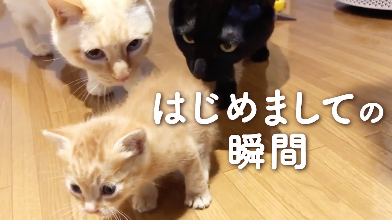 今日から家族だよ！ 新しい家族との「はじめまして」を集めました【PECO】