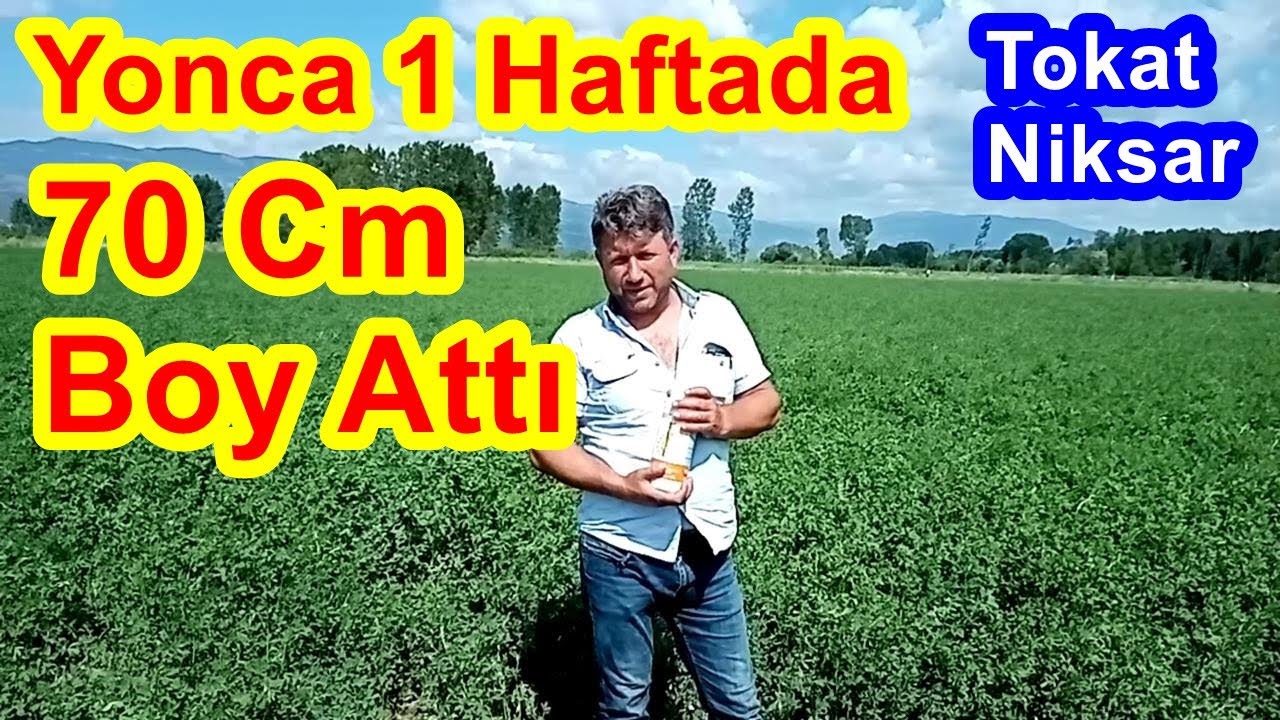 Tokat - Yonca Tarlasının Verimi Hızlıca Nasıl Artar -  Yoncada Bu Yaprak Gübresinin Hızlı  Etkisi