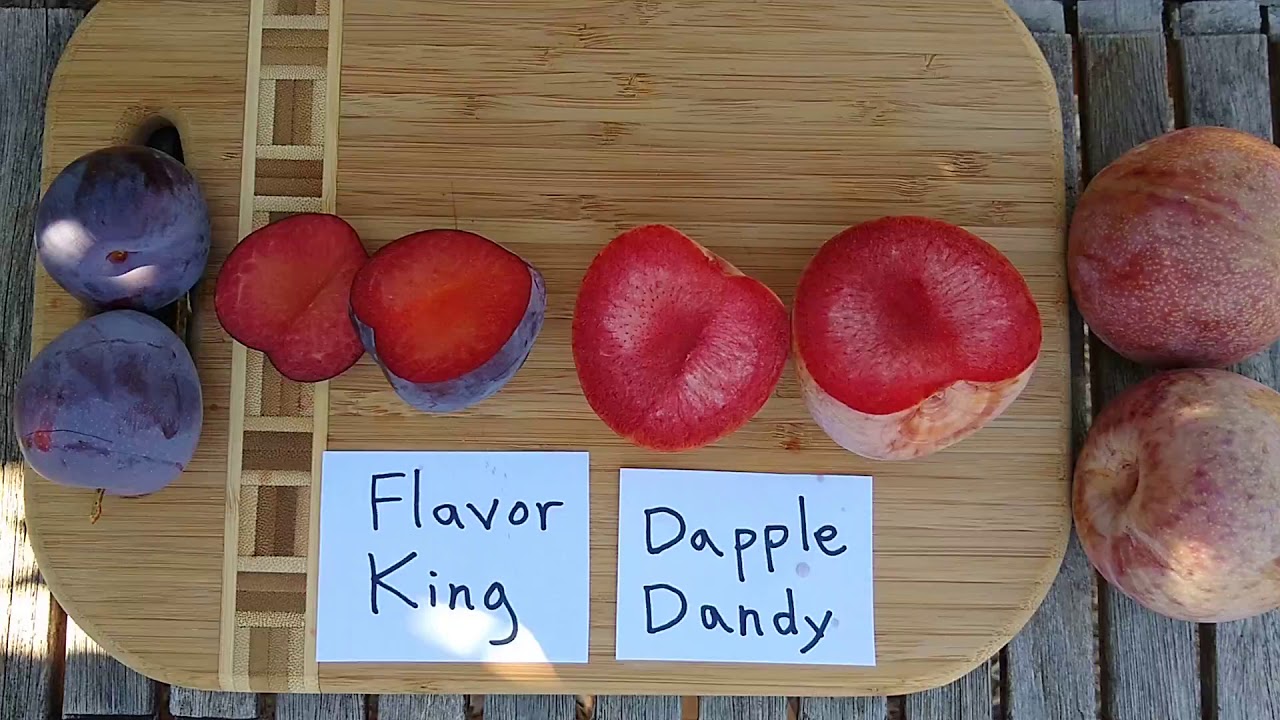 Профили Pluot: Flavor King и Dapple Dandy