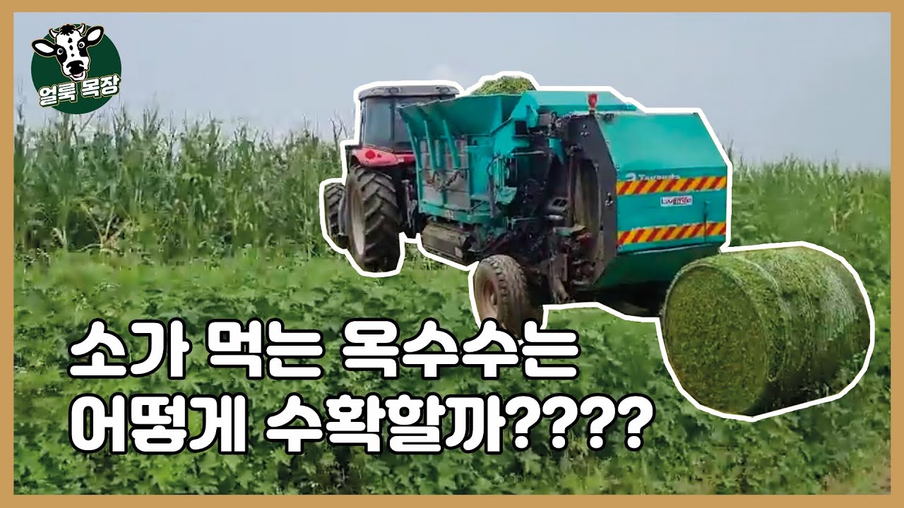 [Ep.3]소가 먹는 옥수수 수확하기🐮🌽