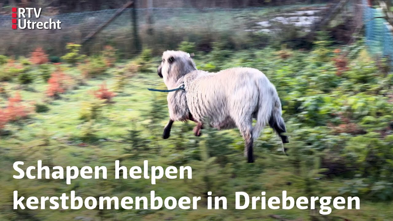 Kerstbomen vliegen over de toonbank, boer heeft bijzondere hulpjes | RTV Utrecht