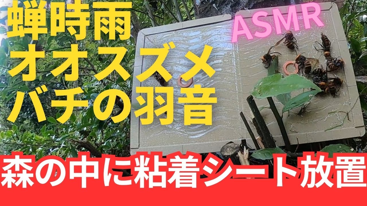 【閲覧注意】山の中に粘着シートスズメバチ放置！大自然ASMRオオスズメバチの羽音と蝉時雨 #ASMR #オオスズメバチ #粘着シートスズメバチ