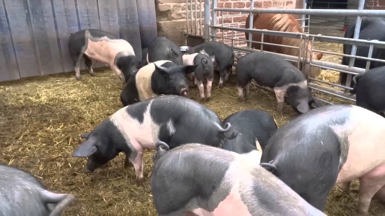 B&auml;renbrunnerhof bei Schindhard im Dahner Felsenland Germany Teil 2/3