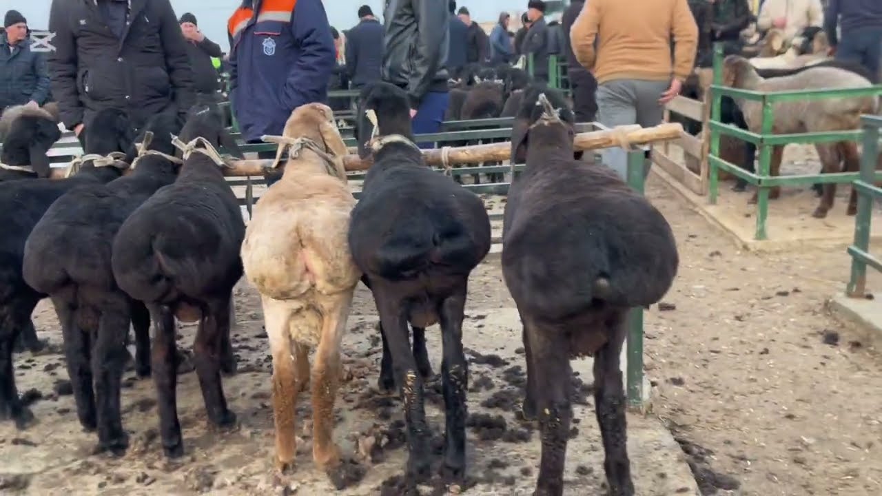 Bugun qo’y bozori zo’r bo’ldi Shohidon qo’y bozori narxlari 