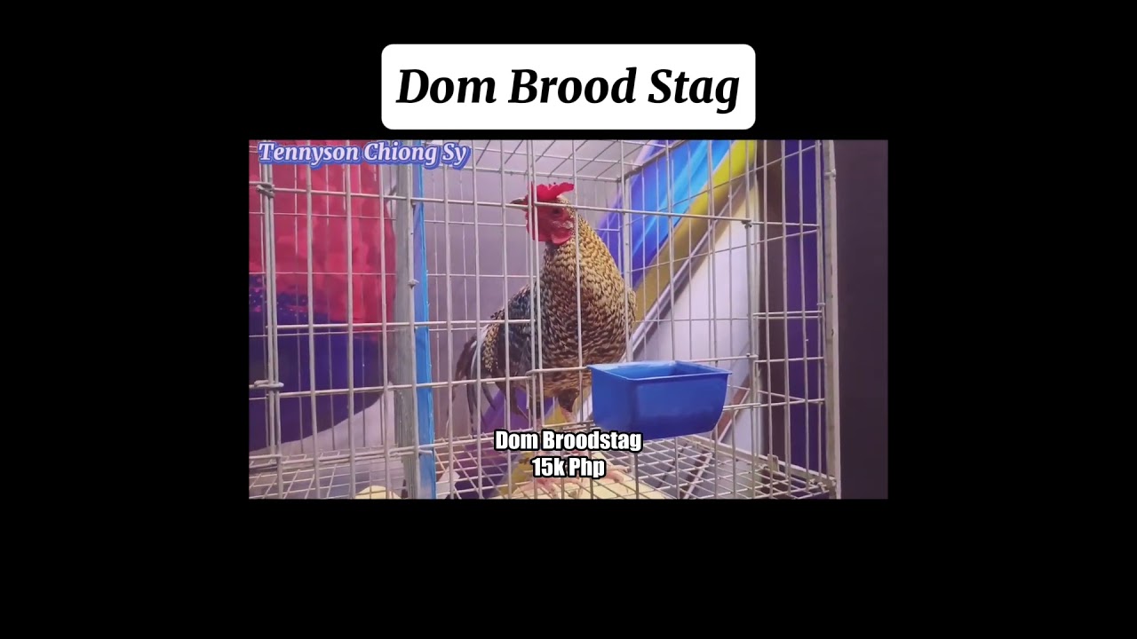 Tennyson Chiong Sy | Dom Brood Stag #chicken  #fiestag