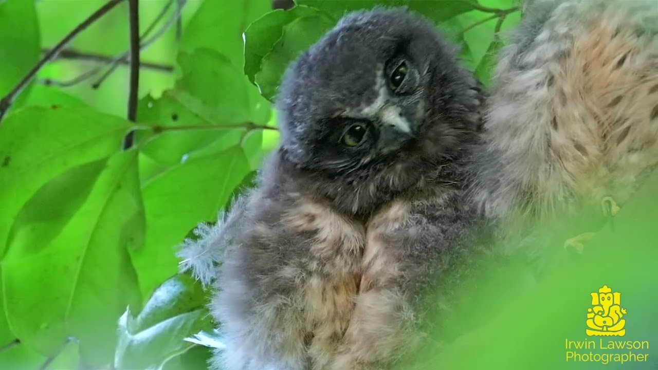 Ruru:Morepork a native Aotearoa/New Zealand Owl.