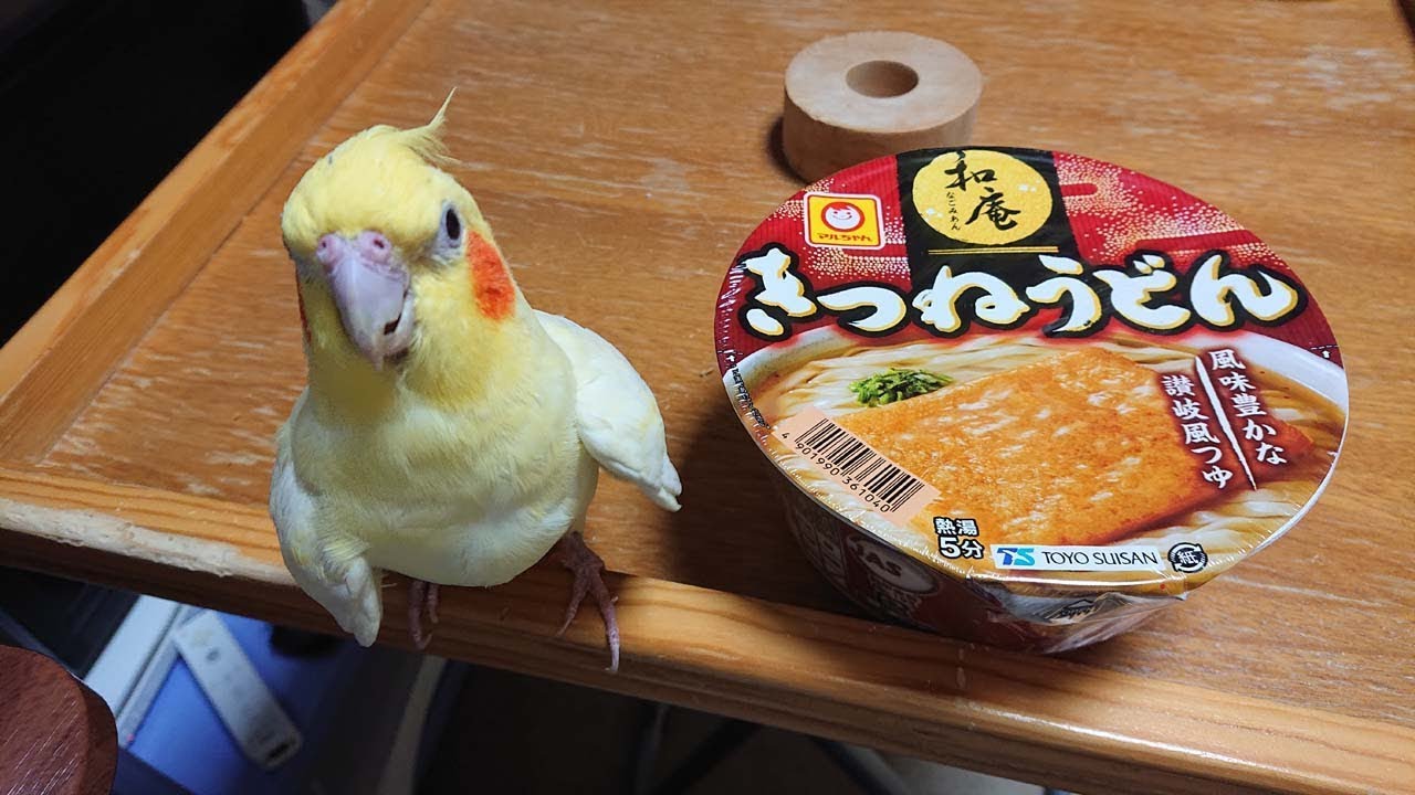 いいちこインコさんの浮気現場