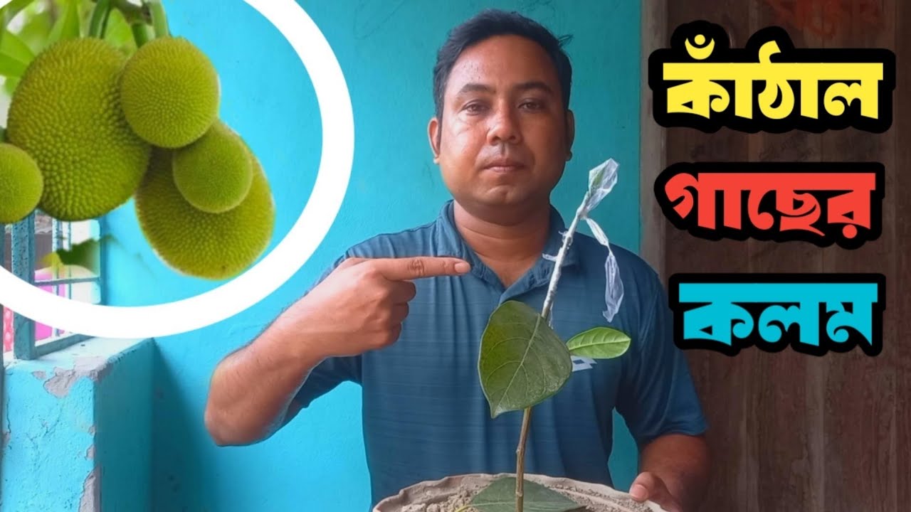 কাঁঠাল গাছে কলম করার সহজ পদ্ধতি || Easy Method Of Grafting Jackfruit Tree