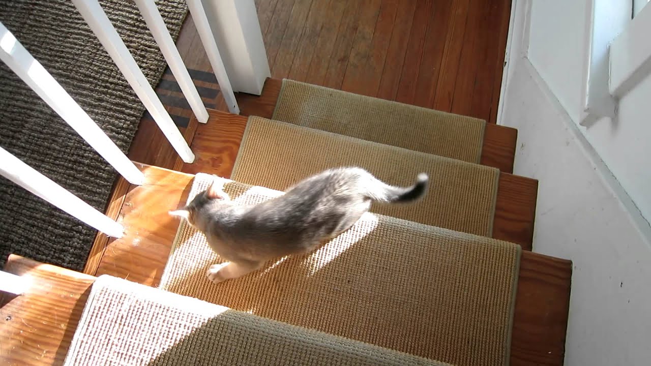 Blue Abyssinian kitten must pass the German Shepherd dog