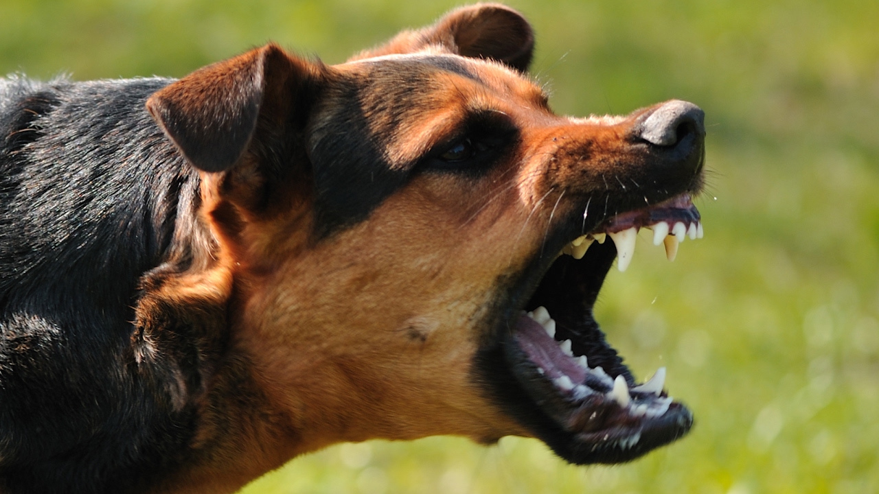 A Navy SEAL explains what to do if you're attacked by a dog