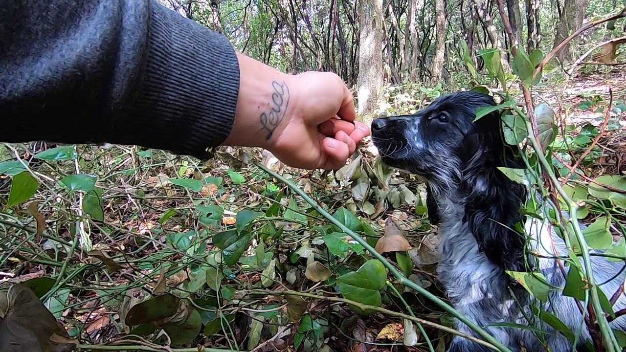 Addestramento cani da tartufo Margaux di cocker truffle Italia cucciola  di 80 gg di cocker spaniel