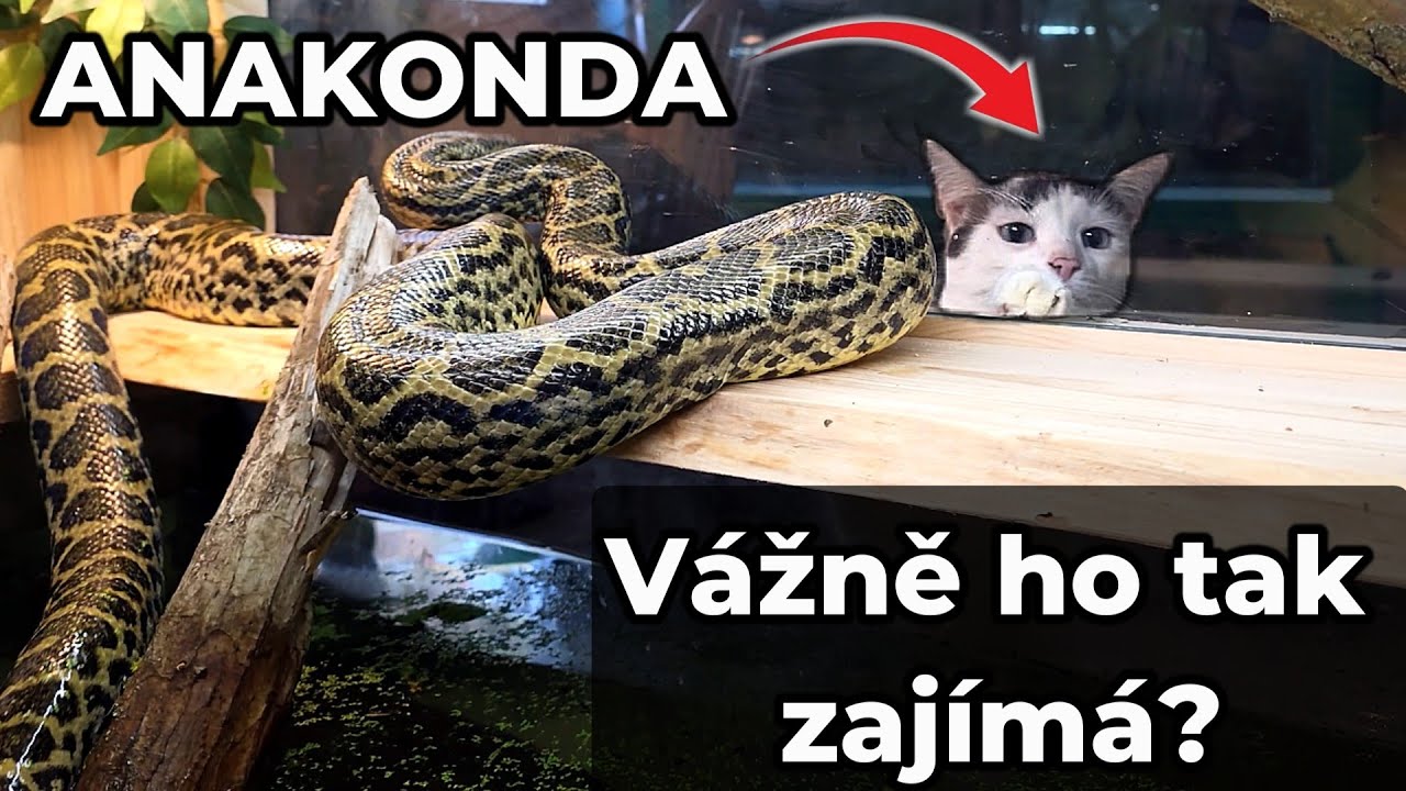 STAVÍME TERÁRIUM PRO ANAKONDU!