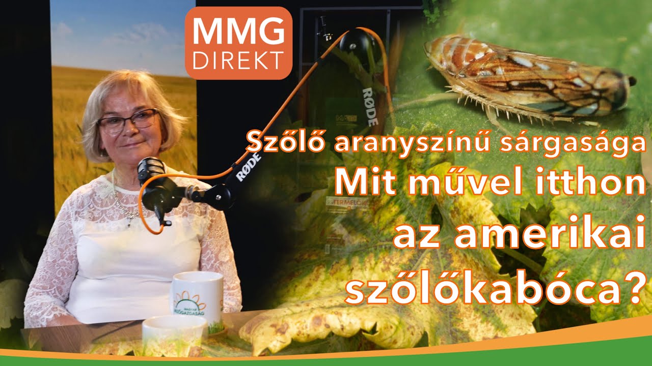 Megvédhetjük szőlőültetvényeinket a fitoplazmától? | Dula Bencéné mikológus, szőlőtermesztő | MMG