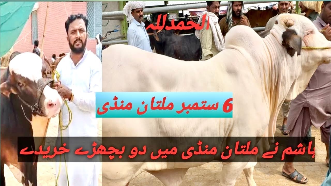 6 September 2025 multan mundi  Hashim k bachry live deal