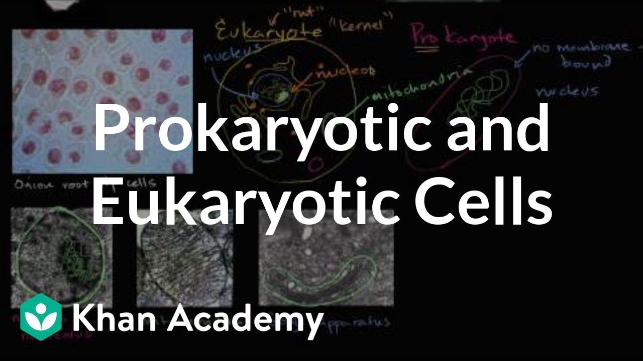 Prokaryotic and eukaryotic cells | Biology | Khan Academy