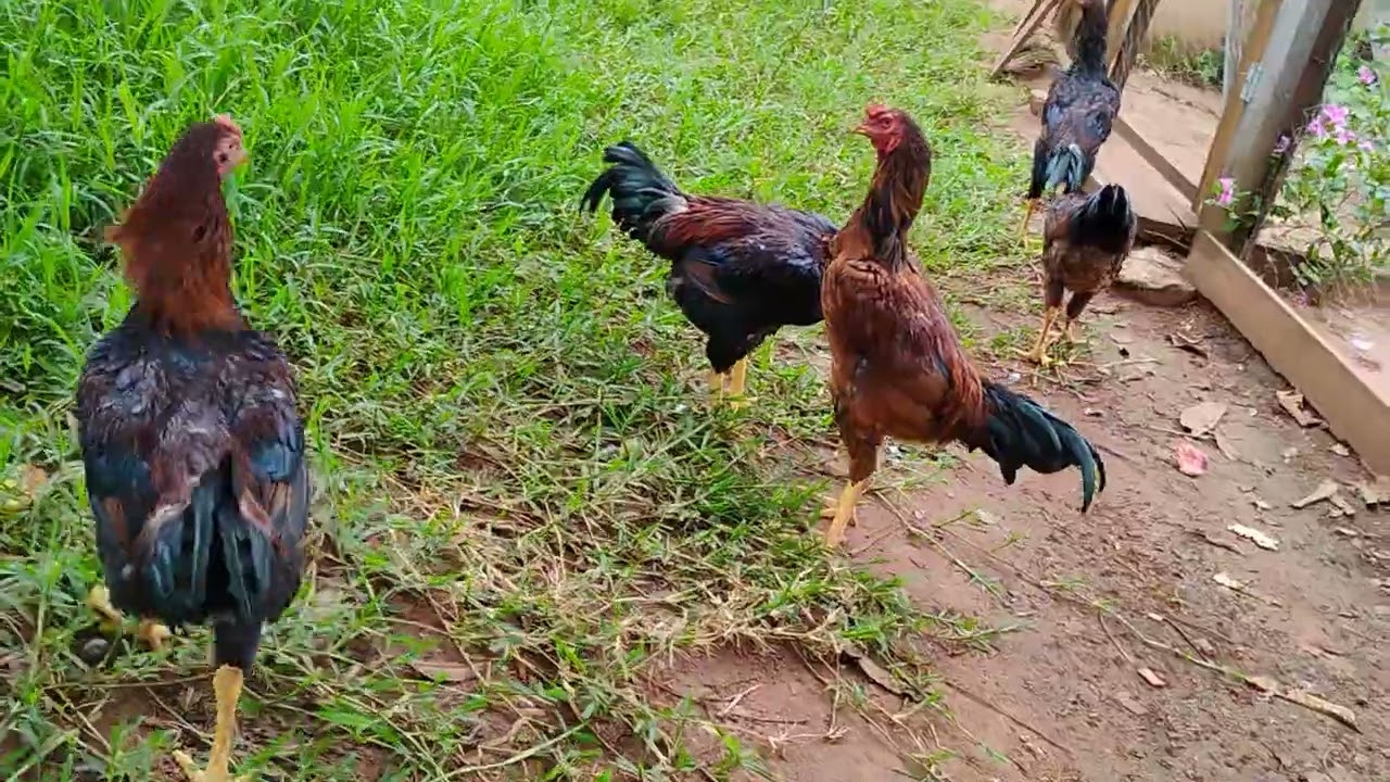 Frangas e frangos já separados.#chácara #nature #vidanocampo 