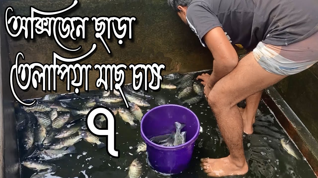 বায়োফ্লক বা অক্সিজেন ছাড়া ট্যাংকে তেলাপিয়া মাছ চাষ ৭ । তেলাপিয়া মাছ চাষ । মাছওয়ালা The Fisherman