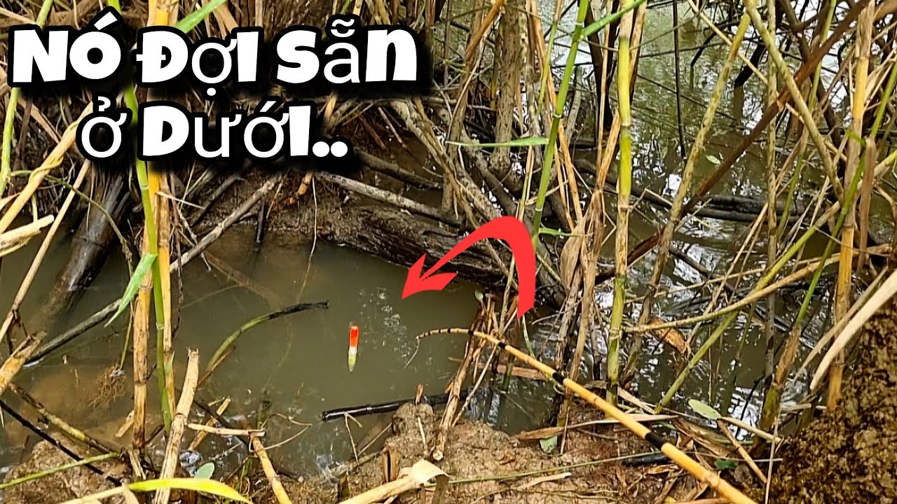Tập 68 - Câu Cá Rô Đồng Mùa Nước Nổi Trúng Cá Khủng Và Bầy Cá Mập Ú Giật Đã Tay