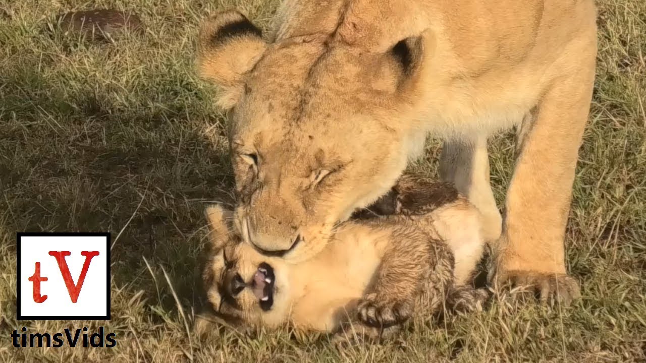 Lioness mother struggles to pick up her naughty baby cub