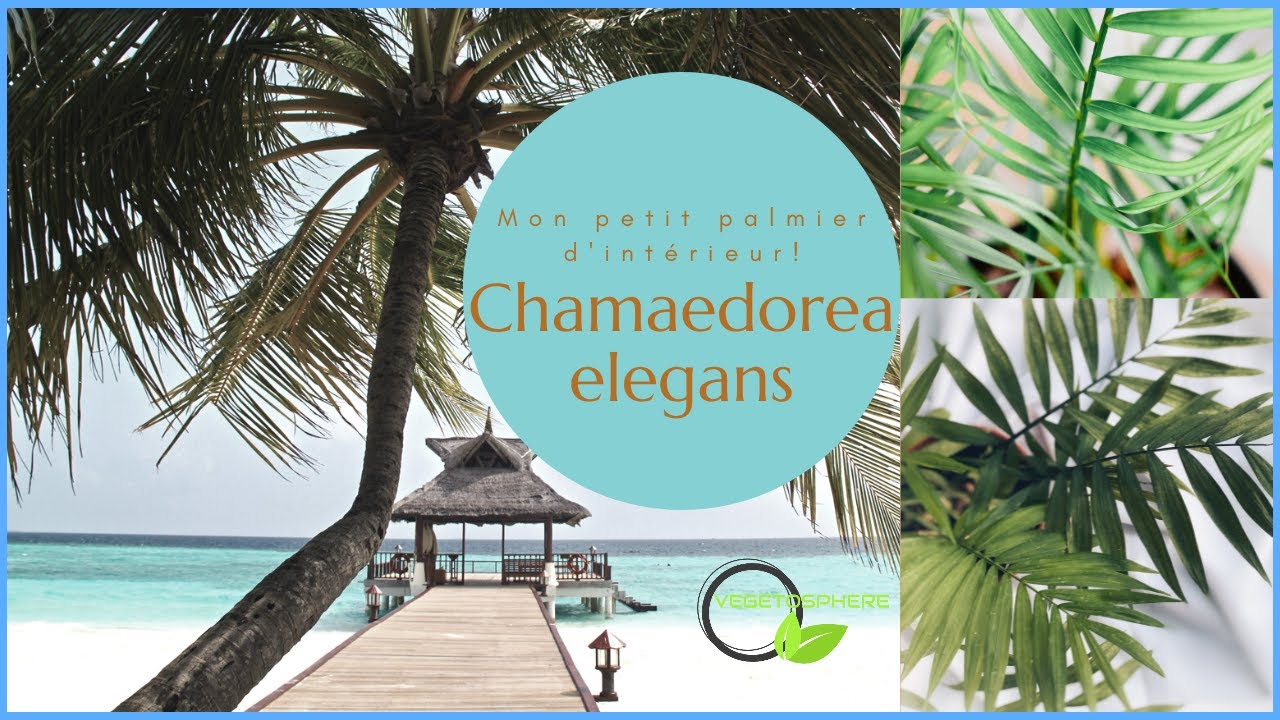 Chamaedorea elegans, mon petit palmier élégant #palmier #chamaedora #plants  #vegetosphere